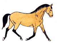 Лошадь буланой масти